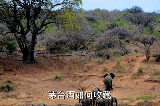 茅臺(tái)酒如何收藏