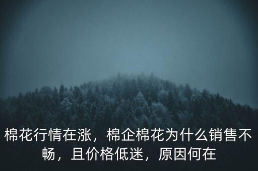 棉花行情在漲，棉企棉花為什么銷售不暢，且價(jià)格低迷，原因何在