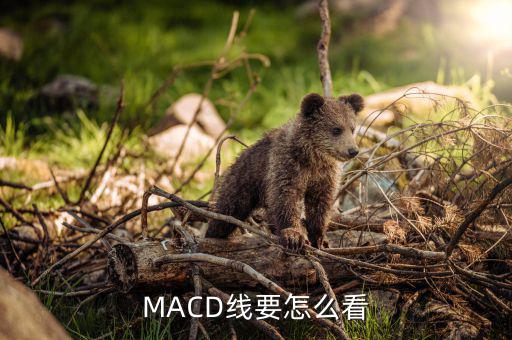 MACD線要怎么看