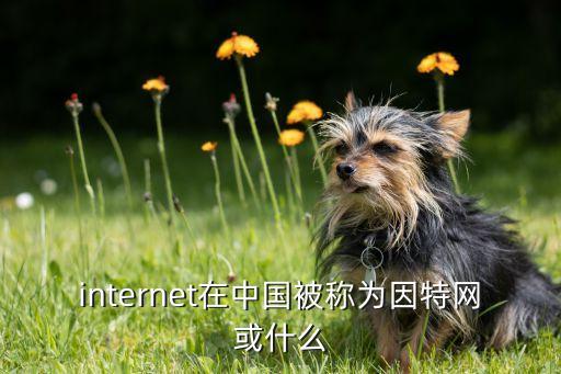 internet在中國被稱為因特網(wǎng)或什么